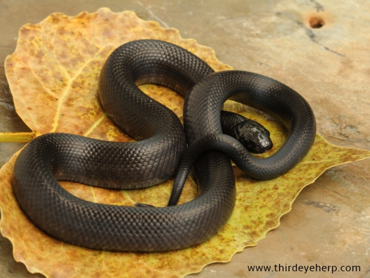 Mexican Black Kingsnake